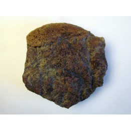 dinosaure freak: TRICERATOPS HORRIDUS (2)
