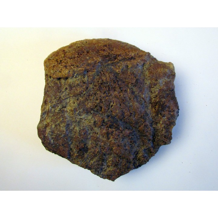 dinosaure freak: TRICERATOPS HORRIDUS (2)
