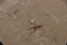 Insecte cricket éocène green river fmt Uintah county - Utah - USA