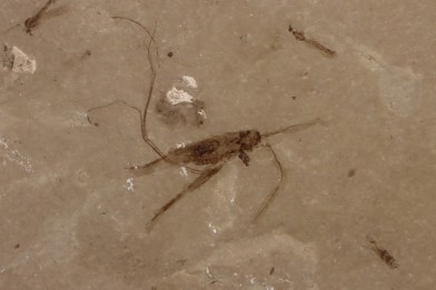 Insecte cricket éocène green river fmt Uintah county - Utah - USA