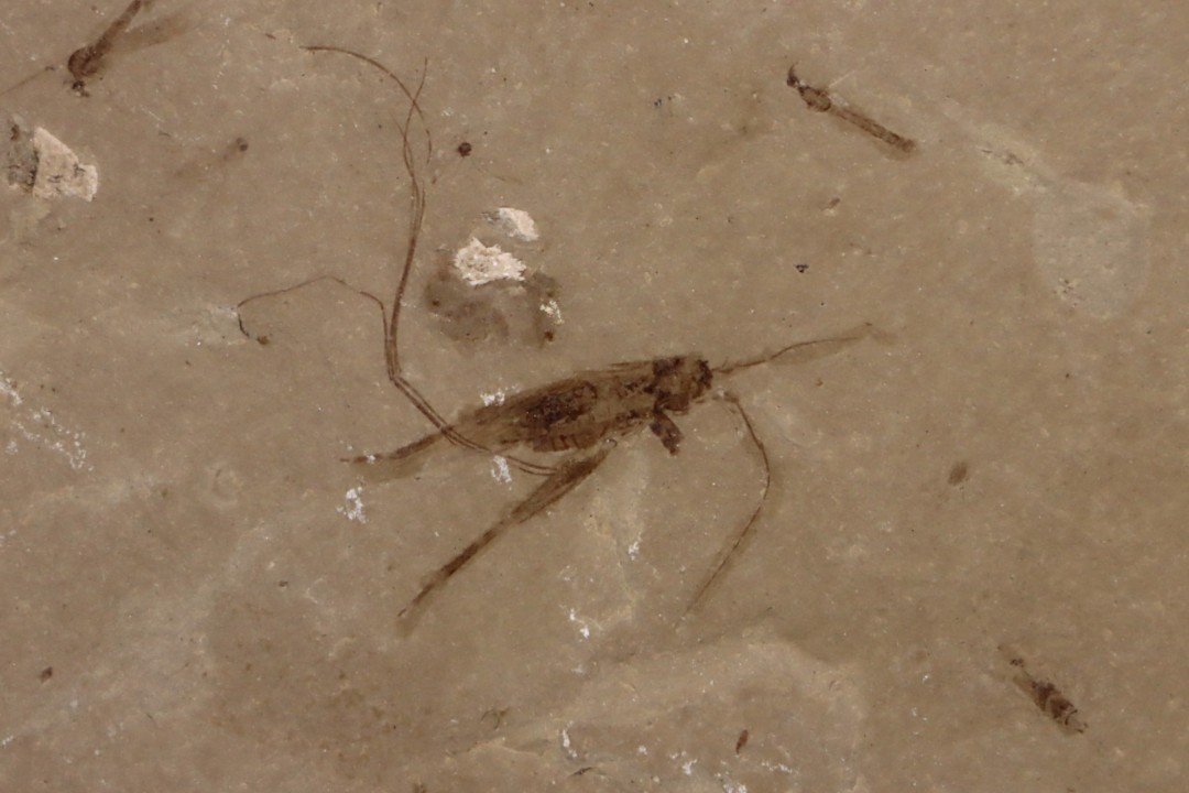 Insecte cricket éocène green river fmt Uintah county - Utah - USA