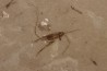 Insecte cricket éocène green river fmt Uintah county - Utah - USA