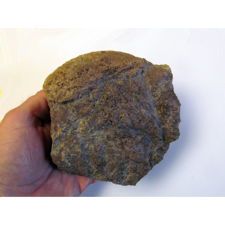 dinosaure freak: TRICERATOPS HORRIDUS (2)