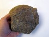 dinosaure freak: TRICERATOPS HORRIDUS (2)