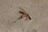 Insecte cricket éocène green river fmt Uintah county - Utah - USA