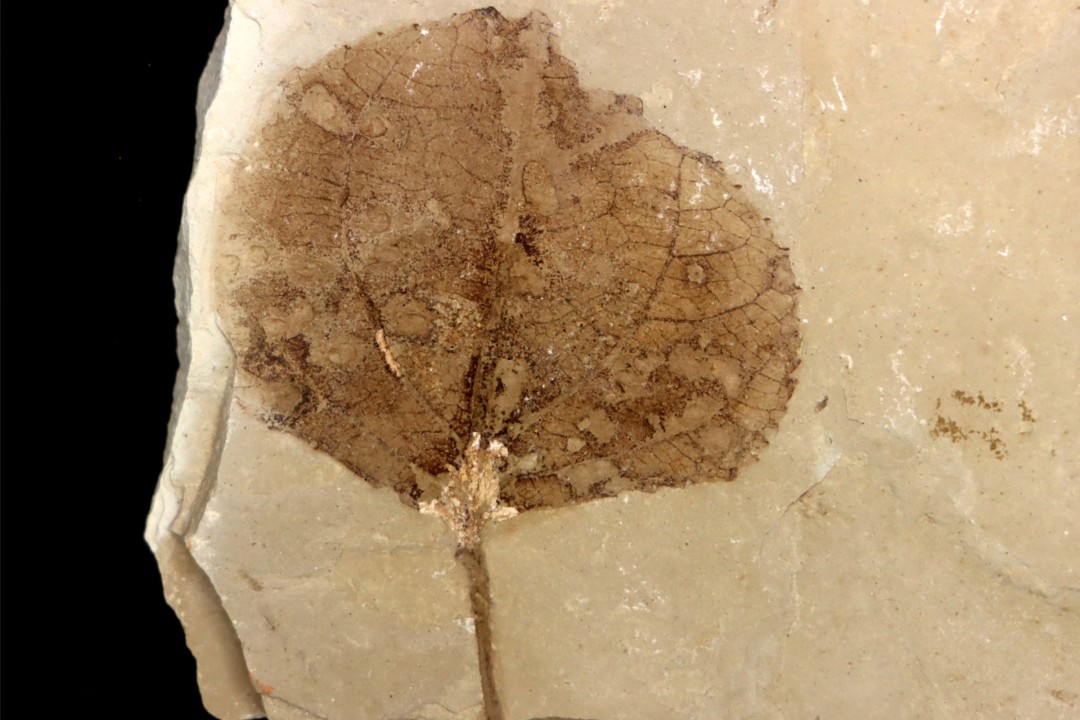 Populus wilmattae - Eocène - green river fmt - Uintah county - Utah - USA