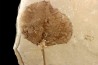 Populus wilmattae - Eocène - green river fmt - Uintah county - Utah - USA