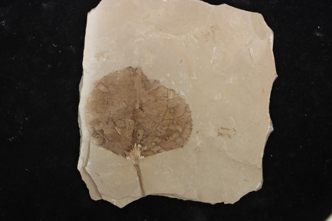 Populus wilmattae - Eocène - green river fmt - Uintah county - Utah - USA