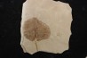Populus wilmattae - Eocène - green river fmt - Uintah county - Utah - USA
