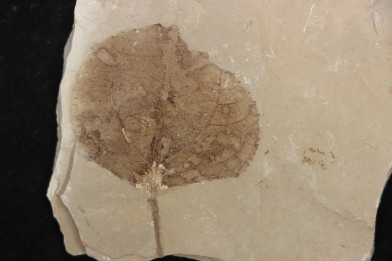 Populus wilmattae - Eocène - green river fmt - Uintah county - Utah - USA
