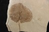 Populus wilmattae - Eocène - green river fmt - Uintah county - Utah - USA