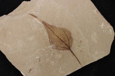 Populus wilmattae - Eocène - green river fmt - Uintah county - Utah - USA