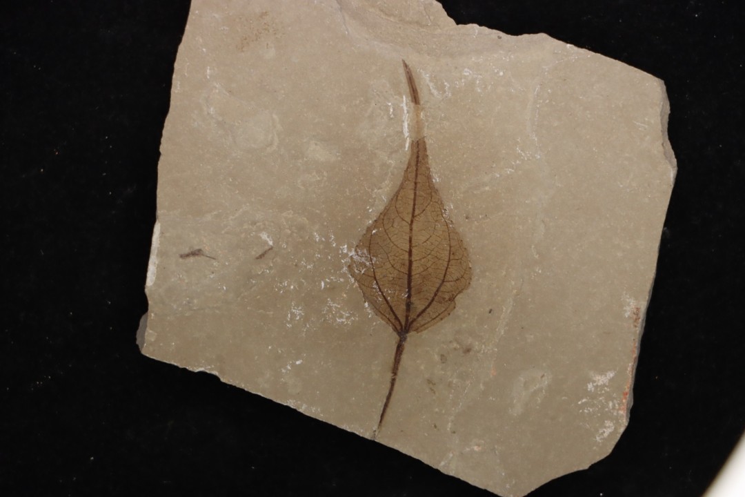 Populus wilmattae - Eocène - green river fmt - Uintah county - Utah - USA