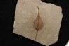 Populus wilmattae - Eocène - green river fmt - Uintah county - Utah - USA