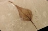Populus wilmattae - Eocène - green river fmt - Uintah county - Utah - USA
