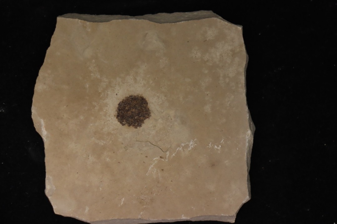 sicamore (fruit) eocene - green river fmt - Utah - USA