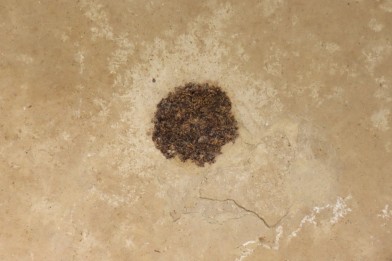 sicamore (fruit) eocene - green river fmt - Utah - USA