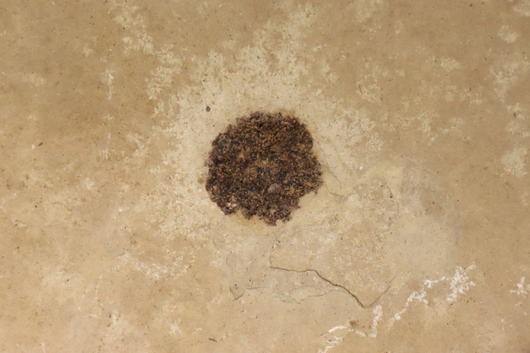 sicamore (fruit) eocene - green river fmt - Utah - USA