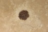 sicamore (fruit) eocene - green river fmt - Utah - USA