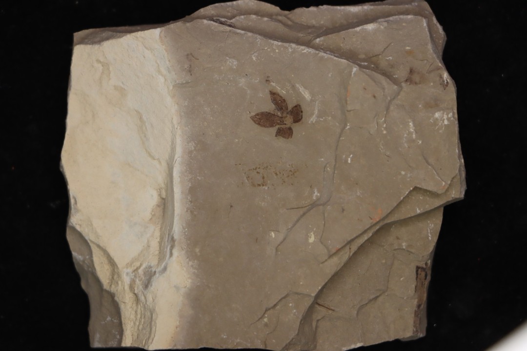flower - eocene - green river fmt - Utah - USA