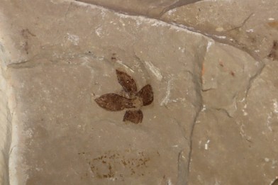 flower - eocene - green river fmt - Utah - USA