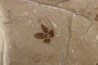 flower - eocene - green river fmt - Utah - USA