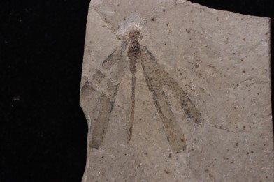 Insecte Zygoptera  coenagrionidae - Damselflies  éocène  green river fmt  Uintah county - Utah - USA