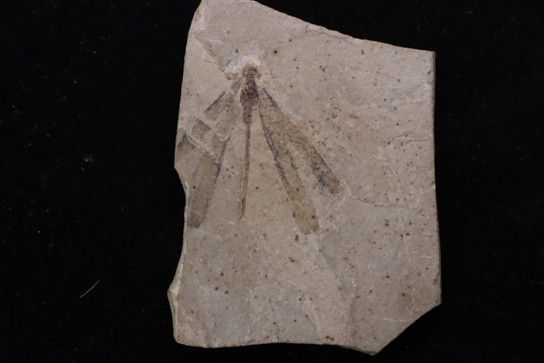 Insecte Zygoptera  coenagrionidae - Damselflies  éocène  green river fmt  Uintah county - Utah - USA