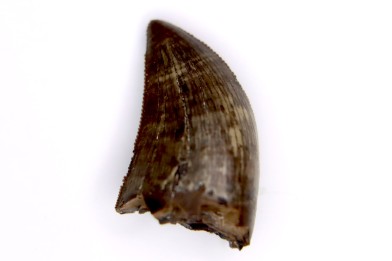 Gorgosaurus libratus Judith River Formation cretacé supérieur Musselshell County - Montana - USA