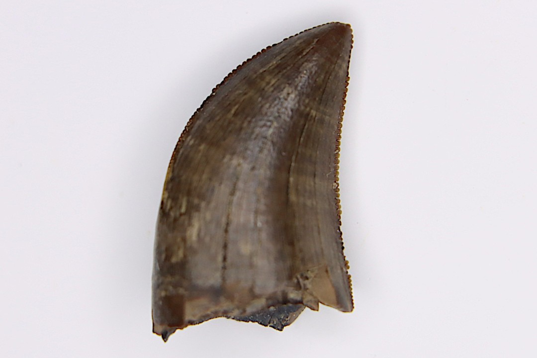 Gorgosaurus libratus Judith River Formation cretacé supérieur Musselshell County - Montana - USA