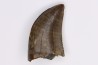 dinosaur tooth  Gorgosaurus libratus  Judith River Formation  upper cretaceous  Musselshell County - Montana - USA