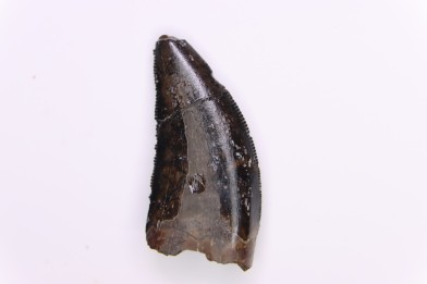 dinosaur tooth  Nanotyrannus lancensis  upper cretaceous  Hell Creek Formation,   Dakota du Sud, USA