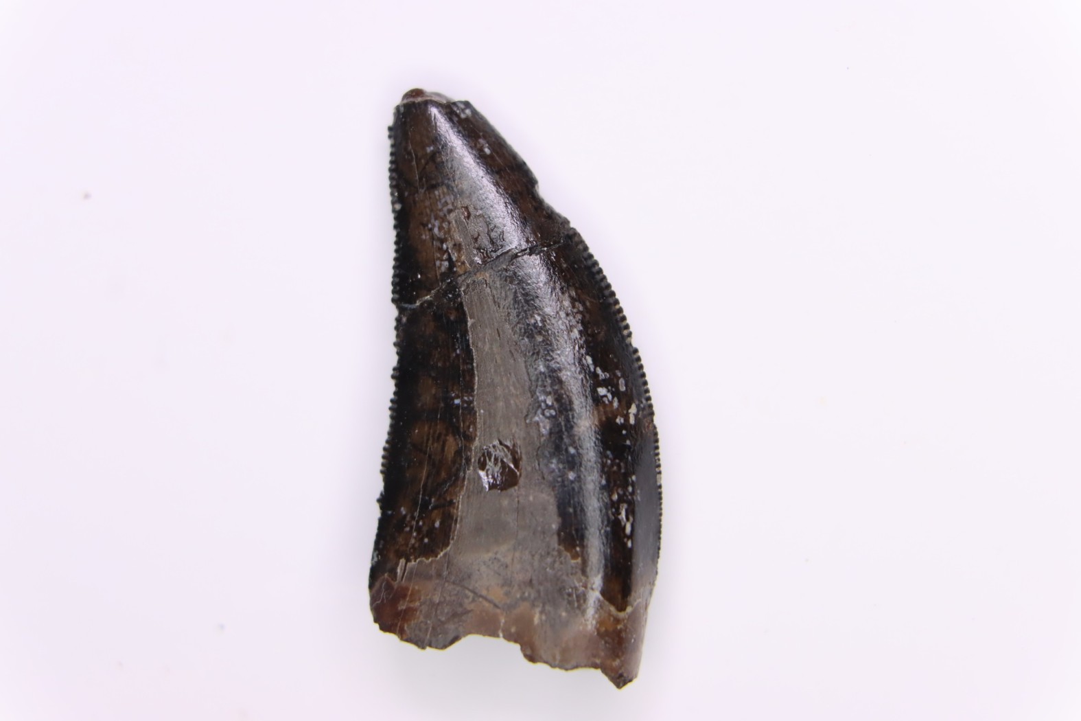 dent de dinosaure : Nanotyrannus lancensis Maastrichtien (Crétacé Supérieur), Hell Creek Formation, Dakota du Sud, USA