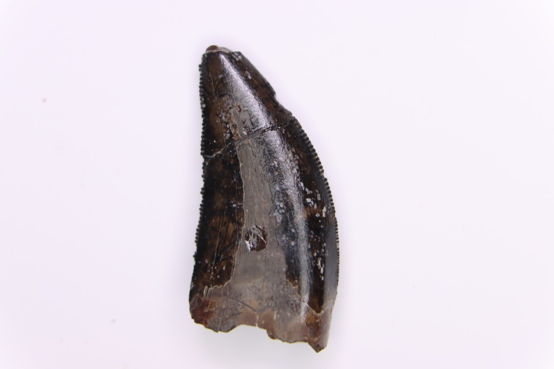 dinosaur tooth  Nanotyrannus lancensis  upper cretaceous  Hell Creek Formation,   Dakota du Sud, USA