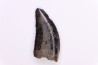 dinosaur tooth  Nanotyrannus lancensis  upper cretaceous  Hell Creek Formation,   Dakota du Sud, USA