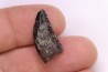 dinosaur tooth  Nanotyrannus lancensis  upper cretaceous  Hell Creek Formation,   Dakota du Sud, USA