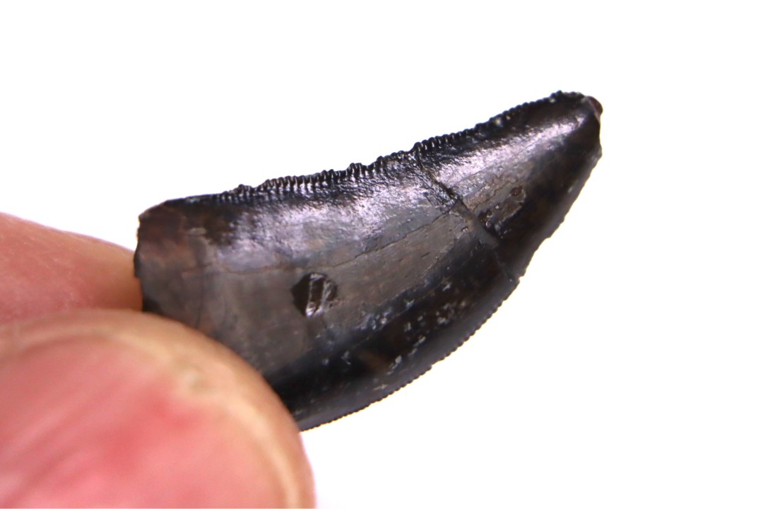 dinosaur tooth  Nanotyrannus lancensis  upper cretaceous  Hell Creek Formation,   Dakota du Sud, USA