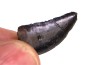 dent de dinosaure : Nanotyrannus lancensis Maastrichtien (Crétacé Supérieur), Hell Creek Formation, Dakota du Sud, USA