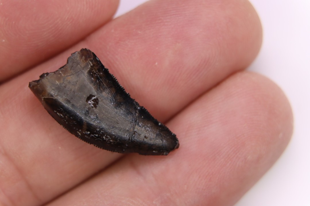 dinosaur tooth  Nanotyrannus lancensis  upper cretaceous  Hell Creek Formation,   Dakota du Sud, USA