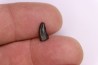 dinosaur tooth  raptor: dromaeosaurus  Hell Creek  Formation  upper cretaceous   Dawson County, Montana - USA