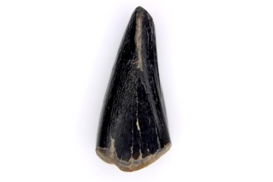 dinosaur tooth  ALBERTOSAURUS   Judith River Formation  upper cretaceous   Musselshell County - Montana - USA
