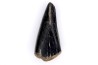 dinosaur tooth  ALBERTOSAURUS   Judith River Formation  upper cretaceous   Musselshell County - Montana - USA