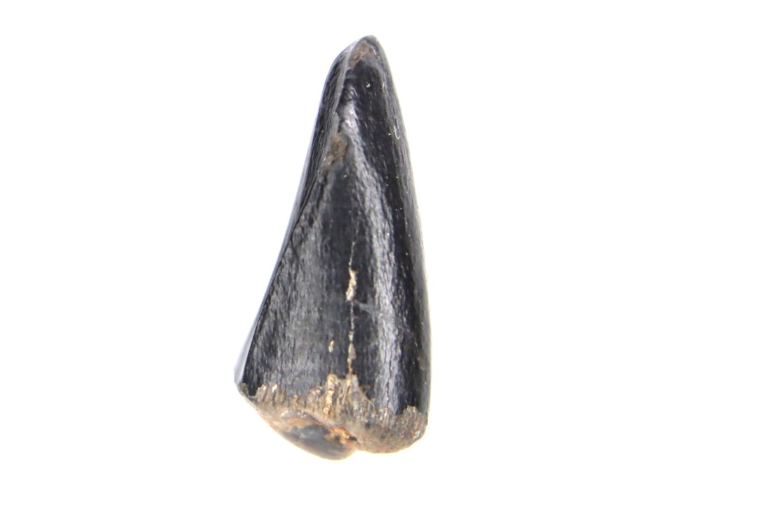dent de dinosaure  ALBERTOSAURUS  Judith River Formation cretacé supérieur Musselshell County - Montana - USA