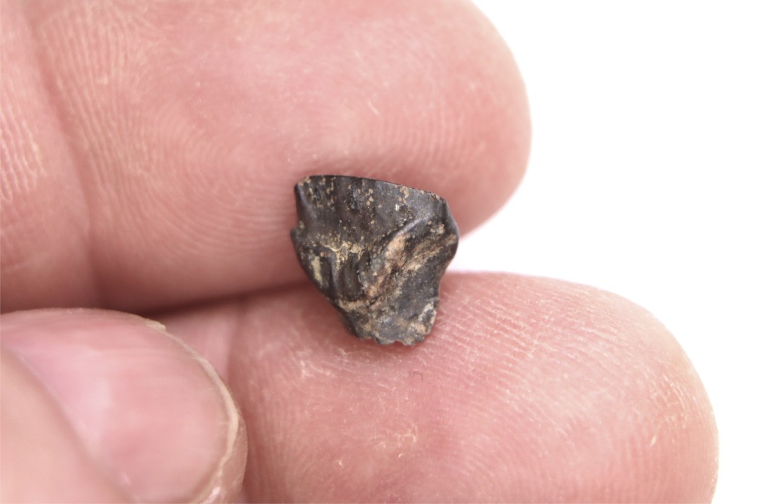 dinosaur tooth  ankylosaurus magniventris  Hell Creek  Formation  upper cretaceous   Dawson County, Montana - USA