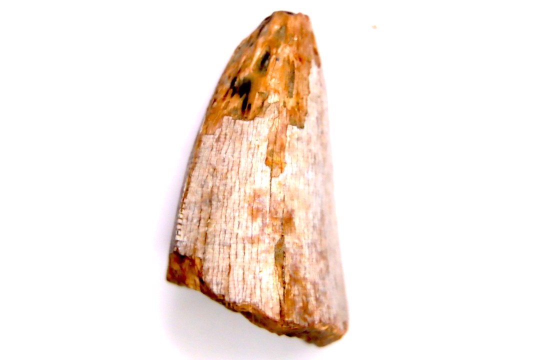 dinosaur tooth  Tyrannosaure rex  upper cretaceous   Drumheller, Alberta, CANADA