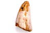 dinosaur tooth  Tyrannosaure rex  upper cretaceous   Drumheller, Alberta, CANADA