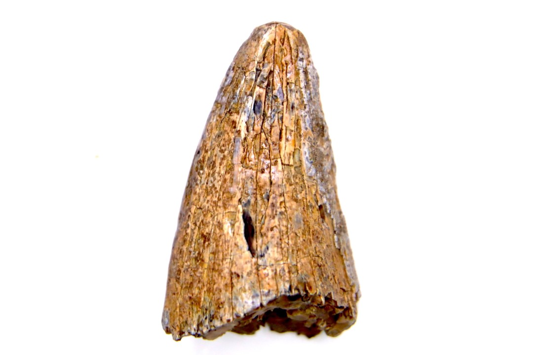 dinosaur tooth  Tyrannosaure rex  upper cretaceous   Drumheller, Alberta, CANADA