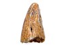 dinosaur tooth  Tyrannosaure rex  upper cretaceous   Drumheller, Alberta, CANADA