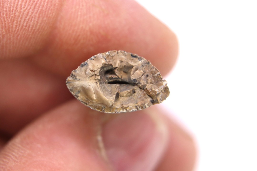 dinosaur tooth  Tyrannosaure rex  upper cretaceous   Drumheller, Alberta, CANADA