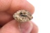 dinosaur tooth  Tyrannosaure rex  upper cretaceous   Drumheller, Alberta, CANADA